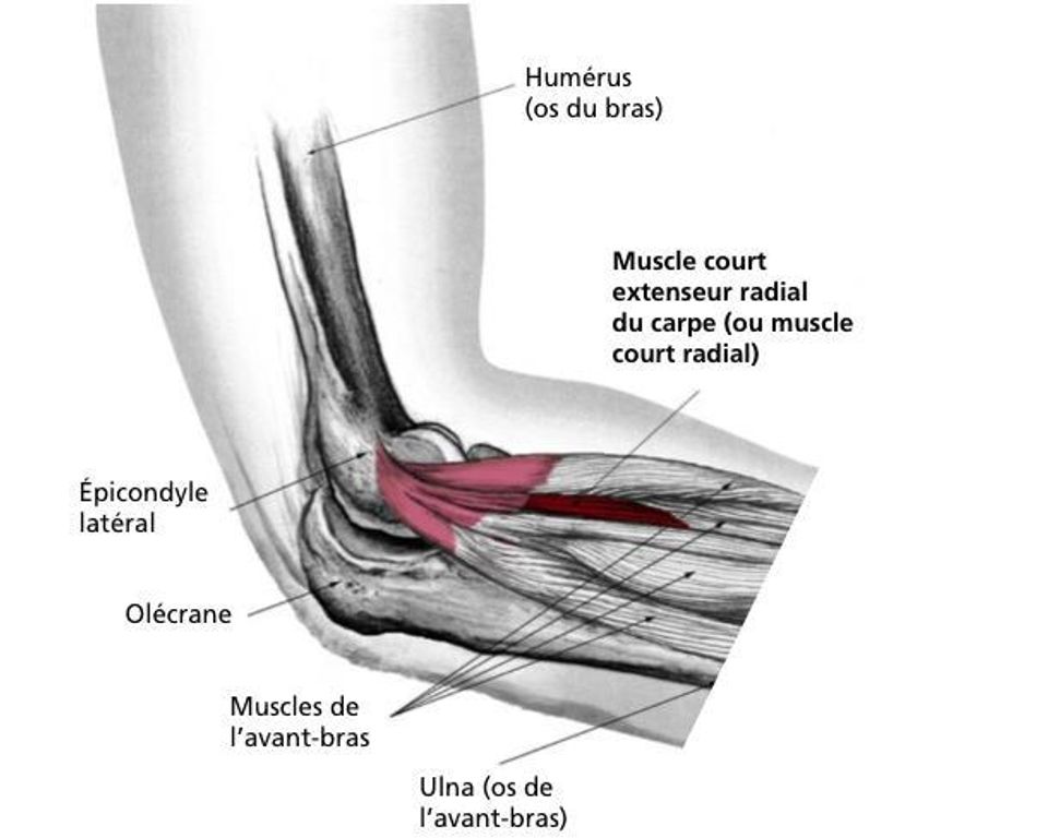 Dessin de tendon et d'os dans un coude