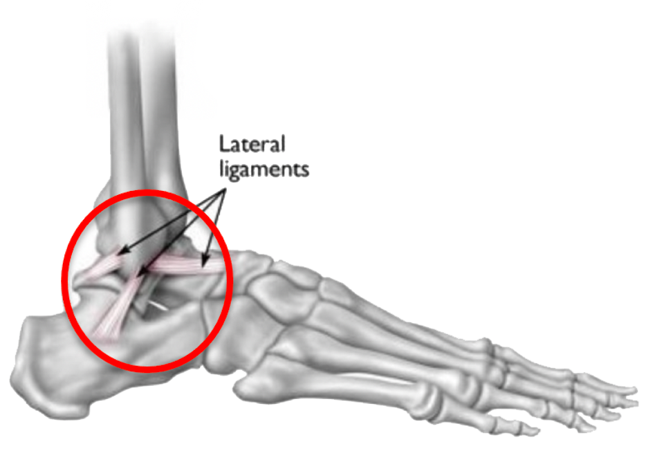 Drawing of ligaments and bone in an ankle